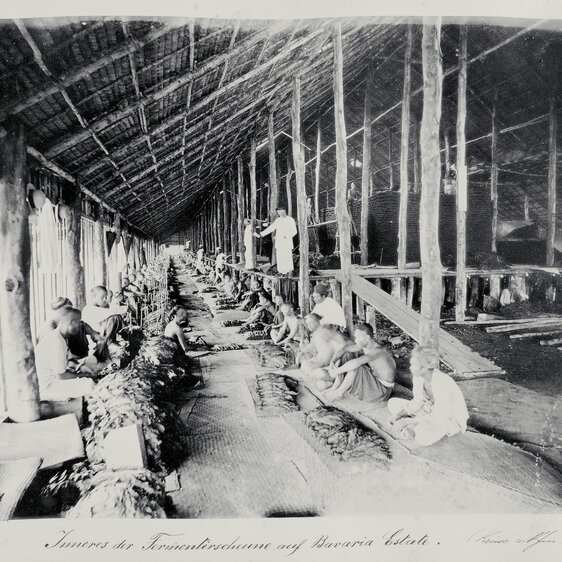 Arbeiter in der Fermentierscheune in der Tabakplantage Bavaria Estate in Sumatra.