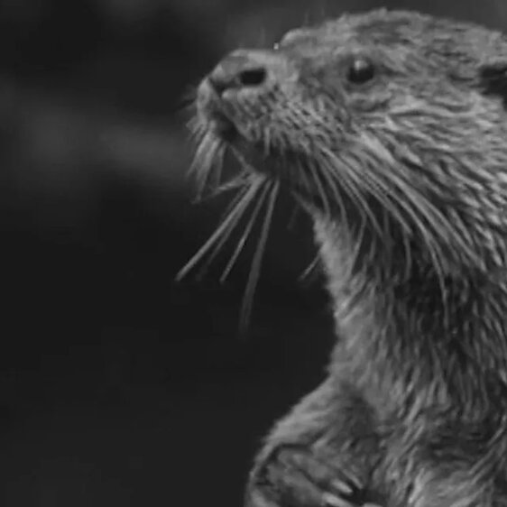 Die Schweizer Filmwochenschau berichtete 1952 über das bedrohte Leben der Fischotter.