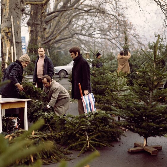 Verkauf von Weihnachtsbäumen in Zürich, 1971.