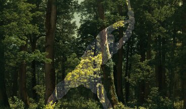 Key-Visual der Ausstellung "Im Wald"