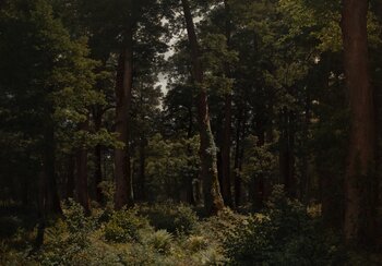 The oak forest as a favourite motif | © Kunstmuseum Luzern, Depositum der Stiftung BEST Art Collection Luzern, vormals Bernhard Eglin-Stiftung, Inv.-Nr. M 87x, © Kunstmuseum Luzern, Photo: Roberto Pellegrini