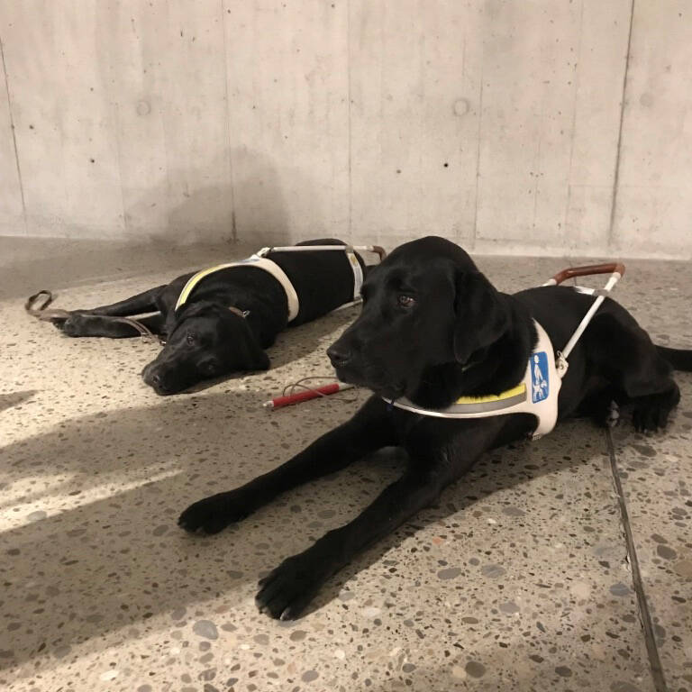 Zwei Blindenhunde im Landesmuseum