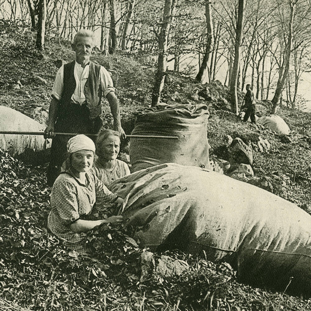 Historische Fotografie einer Familie beim Lauben.