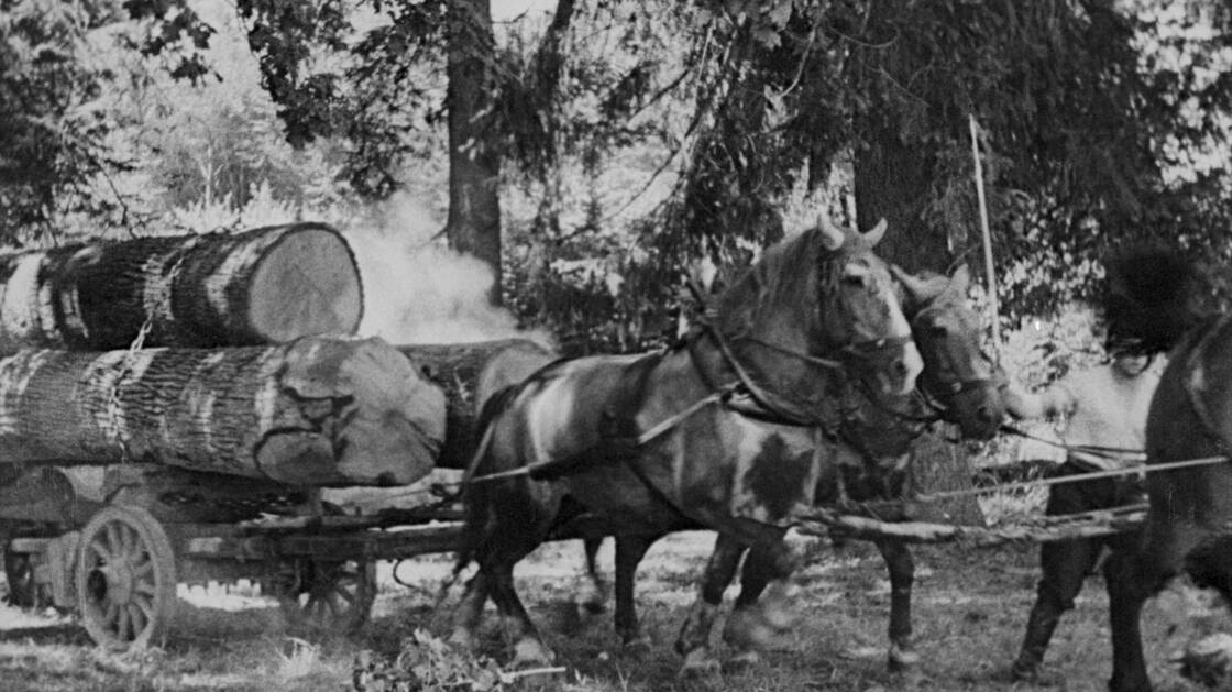 Image d'archives Film Bénédiction d'une forêt 2